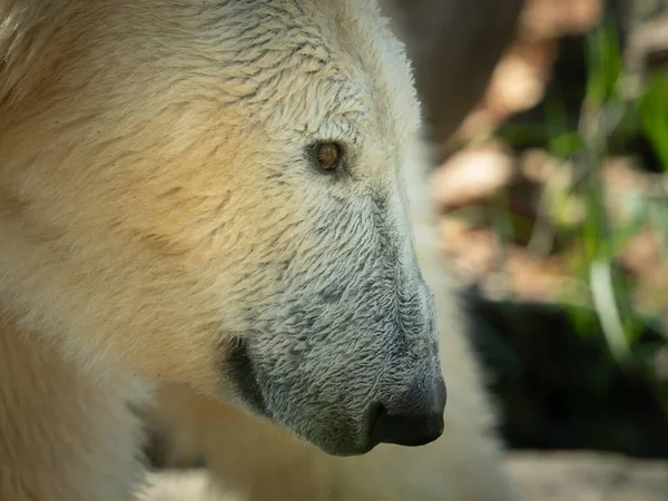 Портрет Білого Ведмедя Ursus Maritimus Зоопарку — стокове фото