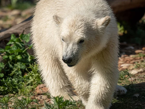 Retrato Jovem Urso Polar Ursus Maritimus Zoológico — Fotografia de Stock