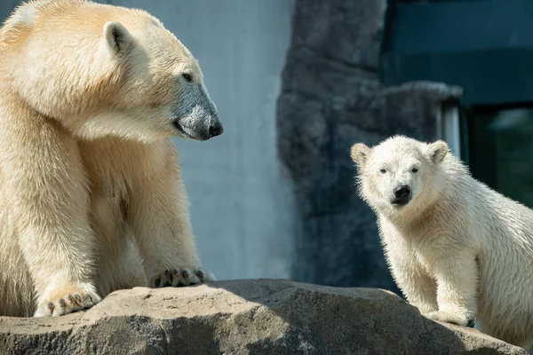 Urso Polar Jovem Ursus Maritimus Com Mãe Zoológico Dia Ensolarado — Fotografia de Stock