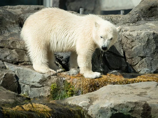 Retrato Jovem Urso Polar Ursus Maritimus Zoológico — Fotografia de Stock