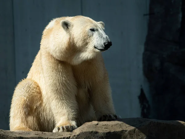 Retrato Urso Polar Ursus Maritimus Zoológico — Fotografia de Stock