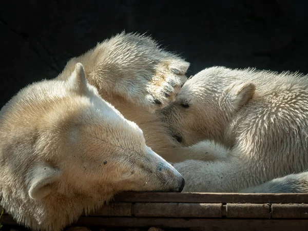 Young Polar Bear Ursus Maritimus Mother Zoo Sunny Day Summer — Fotografia de Stock