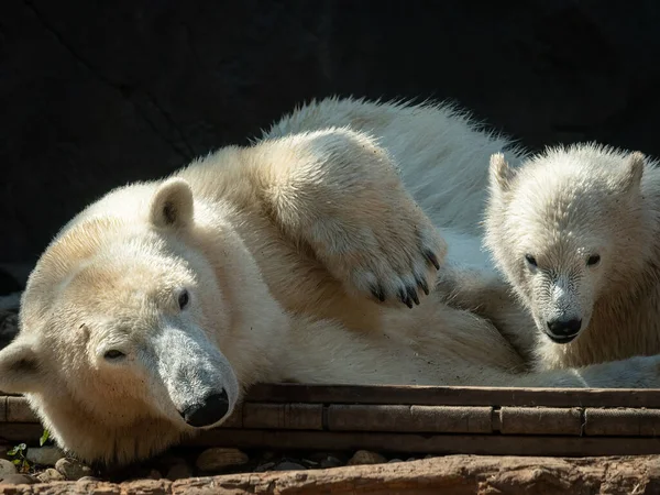 Urso Polar Jovem Ursus Maritimus Com Mãe Zoológico Dia Ensolarado — Fotografia de Stock