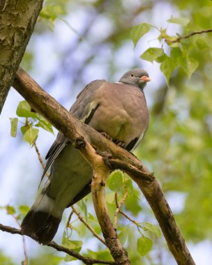 Bir halka güvercin (Columba palumbus) yaprak döken bir ormanda, güneşli bir baharda bir ağaçta oturuyor.