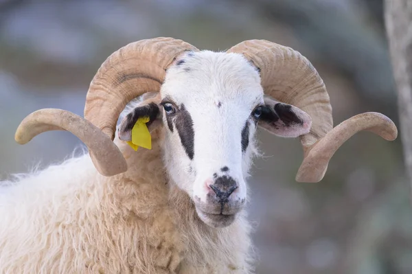 クロアチアのイースターで美しい角を持つ羊の肖像画 — ストック写真