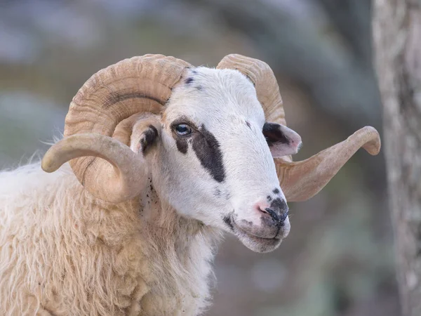 Retrato Uma Ovelha Croácia Com Belos Chifres Páscoa — Fotografia de Stock