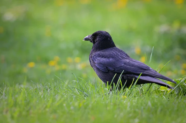 Baharın güneşli bir gününde bir çayırda (Viyana, Avusturya) bir leş kargası (Corvus corone))
