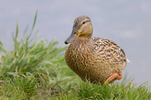 Portrait Female Mallard Anas Platyrhynchos Meadow Lake — стоковое фото