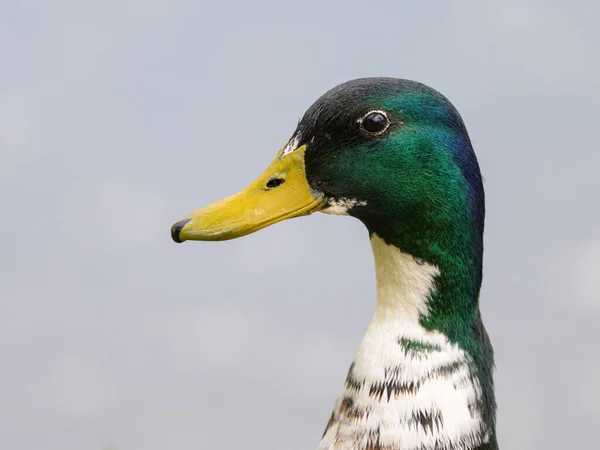 Portrait Male Mallard Anas Platyrhynchos Meadow Lake — Stock Fotó