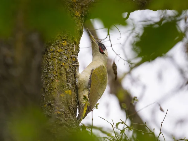 European Green Woodpecker Sitting Tree Sunny Day Early Spring Deciduous — Photo