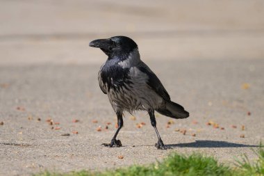 Güneşli bir baharda sokakta yatan leş kargası (Corvus corone) yiyecek topluyor.