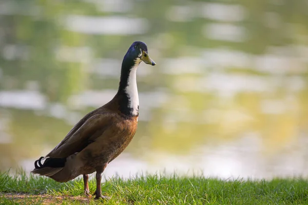 春天阳光灿烂的一天 一只雄性野鸭 Anas Platyrhynchos 在湖边草地上的肖像 — 图库照片