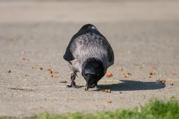 Kruk Padlinowy Corvus Corone Odbiera Jedzenie Leżące Ulicy Słoneczny Dzień — Zdjęcie stockowe