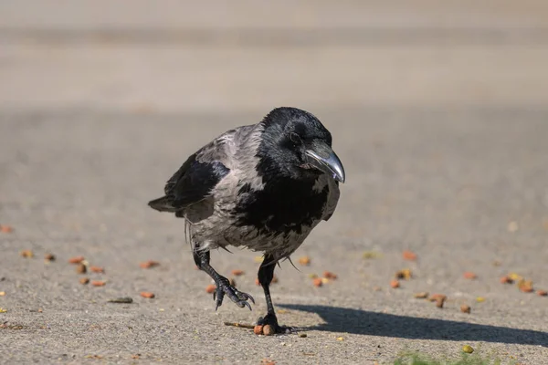 Carrion Crow Corvus Corone Picking Food Lying Street Sunny Day — Stock Photo, Image