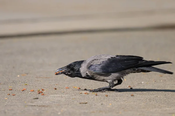 Kruk Padlinowy Corvus Corone Odbiera Jedzenie Leżące Ulicy Słoneczny Dzień — Zdjęcie stockowe
