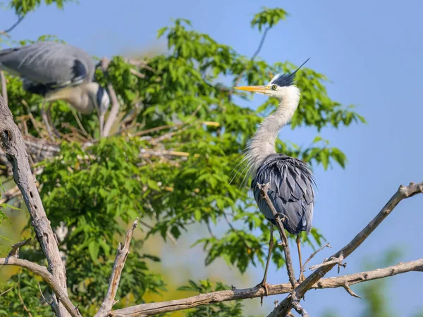 Grey Heron Ardea Cinerea Standing Tree Vienna Austria Sunny Day — Stockfoto