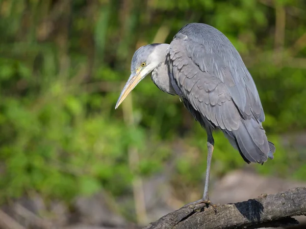 Grey Heron Ardea Cinerea Standing Pond Vienna Austria Sunny Day — Fotografia de Stock