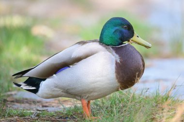 Gölün yakınındaki bir çayırda bir erkek yaban ördeğinin portresi (Anas platyrhynchos)