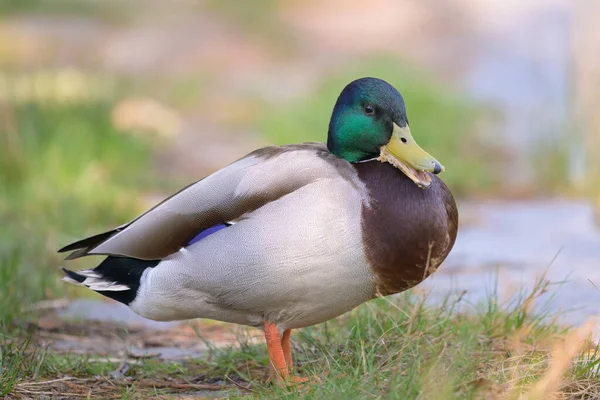 Ritratto Germano Reale Maschio Anas Platyrhynchos Prato Vicino Lago — Foto Stock