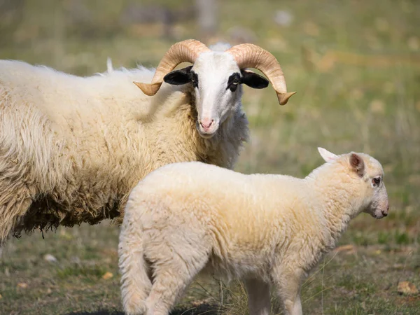 Sheep Croatia Beautiful Horns Easter — Stockfoto