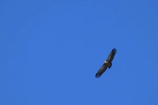 Abutre Griffon Gyps Fulvus Voando Céu Azul — Fotografia de Stock