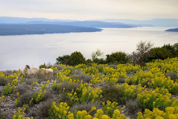 Groups Large Spurges Euphorbia Characias Island Cres Croatia Springtime — Stok Foto