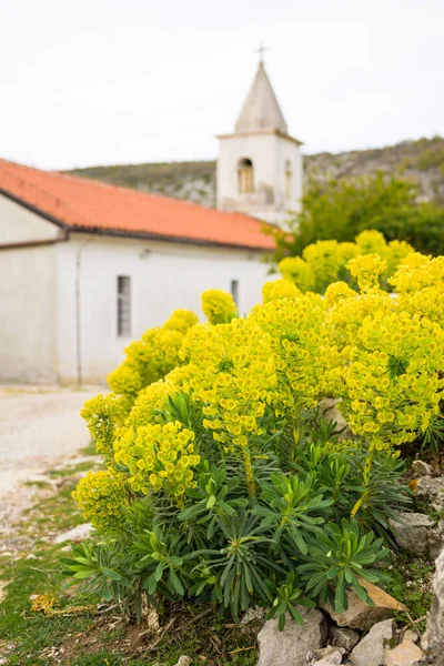 Een Grote Scheut Euphorbia Voor Kleine Kerk Een Bewolkte Dag — Stockfoto