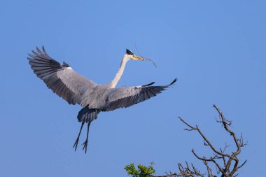 Gri balıkçıl (Ardea cinerea) bir ağaca konar, gagasında dal, baharda güneşli bir gün, mavi gökyüzü, Viyana (Avusturya))