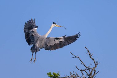 Gri balıkçıl (Ardea cinerea) bir ağaca konar, gagasında dal, baharda güneşli bir gün, mavi gökyüzü, Viyana (Avusturya))