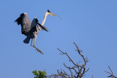 Gri balıkçıl (Ardea cinerea) bir ağaca konar, gagasında dal, baharda güneşli bir gün, mavi gökyüzü, Viyana (Avusturya))