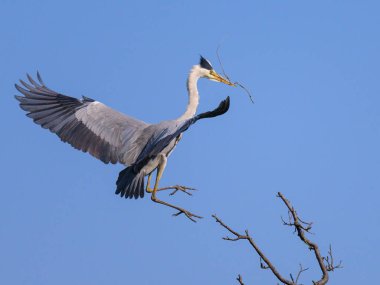 Gri balıkçıl (Ardea cinerea) bir ağaca konar, gagasında dal, baharda güneşli bir gün, mavi gökyüzü, Viyana (Avusturya))