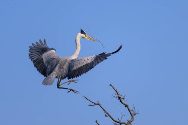 Gri balıkçıl (Ardea cinerea) bir ağaca konar, gagasında dal, baharda güneşli bir gün, mavi gökyüzü, Viyana (Avusturya))