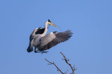 Gri balıkçıl (Ardea cinerea) bir ağaca konar, gagasında dal, baharda güneşli bir gün, mavi gökyüzü, Viyana (Avusturya))