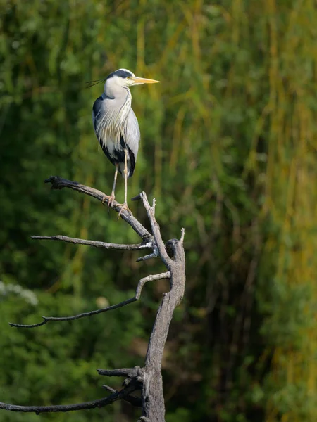 Czapla Szara Ardea Cinerea Stojąca Przy Stawie Wiedeń Austria Słoneczny — Zdjęcie stockowe