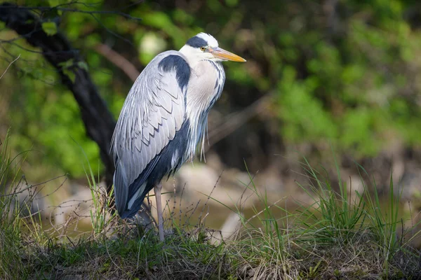 Grey Heron Ardea Cinerea Standing Pond Vienna Austria Sunny Day — стоковое фото