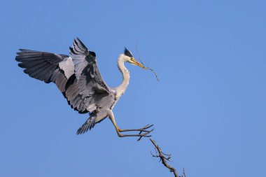 Gri balıkçıl (Ardea cinerea) bir ağaca konar, gagasında dal, baharda güneşli bir gün, mavi gökyüzü, Viyana (Avusturya))