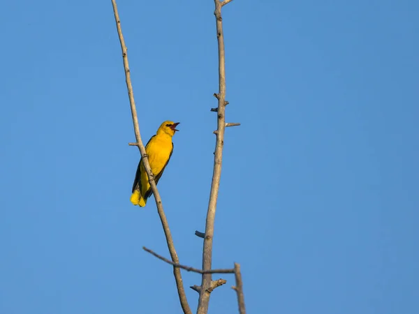 Eurasian Golden Oriole Oriolus Oriolus Sentado Uma Árvore Manhã Ensolarada — Fotografia de Stock