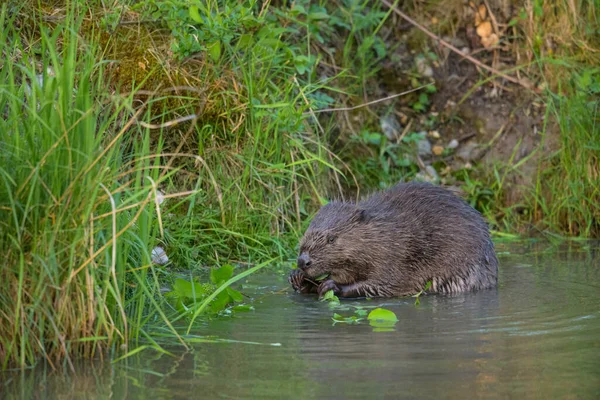 Castor Eurasiático Fibra Ricino Comiendo Por Mañana Prado Cerca Del — Foto de Stock