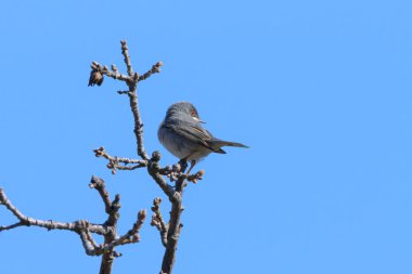 Hırvatistan 'ın güneşli bir gününde bir çalılıkta oturan yetişkin bir çalı bülbülü (Sylvia cantillans), mavi gökyüzü
