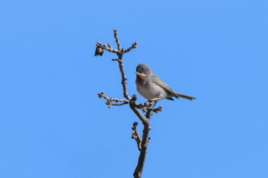 Hırvatistan 'ın güneşli bir gününde bir çalılıkta oturan yetişkin bir çalı bülbülü (Sylvia cantillans), mavi gökyüzü
