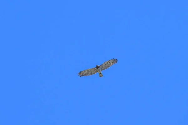 Águila Serpiente Dedos Cortos Vuelo Cielo Azul Día Soleado Primavera — Foto de Stock