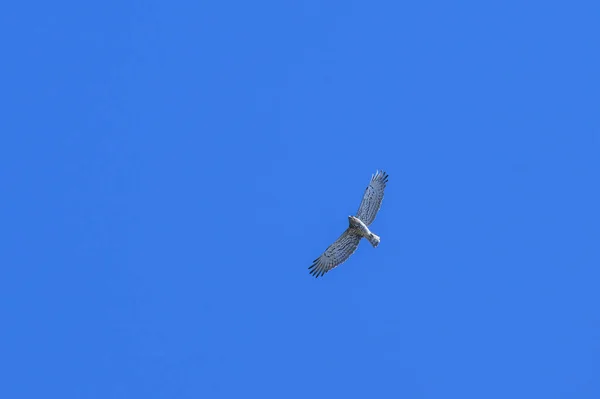 Uma Águia Serpente Dedos Curtos Voo Céu Azul Dia Ensolarado — Fotografia de Stock