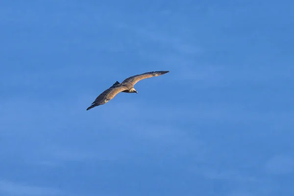 Egy Griffkeselyű Gyps Fulvus Repül Kék Tenger Előtt Napsütéses Tavaszi — Stock Fotó