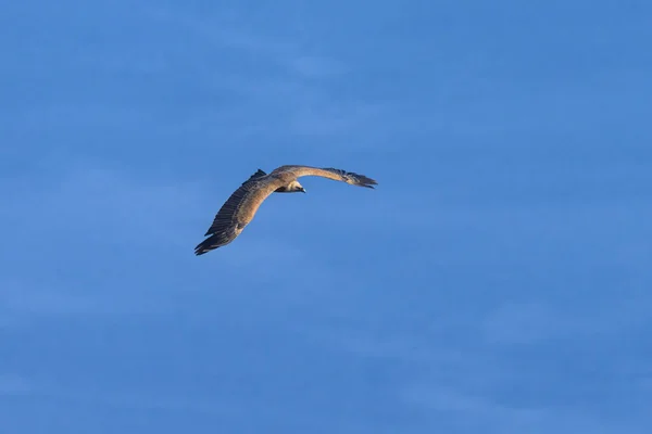 Buitre Leonado Gyps Fulvus Volando Frente Mar Azul Día Soleado —  Fotos de Stock