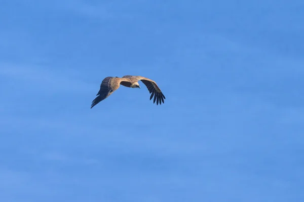 Buitre Leonado Gyps Fulvus Volando Frente Mar Azul Día Soleado —  Fotos de Stock