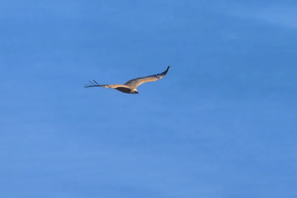 Egy Griffkeselyű Gyps Fulvus Repül Kék Tenger Előtt Napsütéses Tavaszi — Stock Fotó