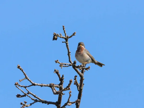 Ένας Ενήλικος Υποαλπικός Warbler Sylvia Cantillans Κάθεται Ένα Θάμνο Μια — Φωτογραφία Αρχείου