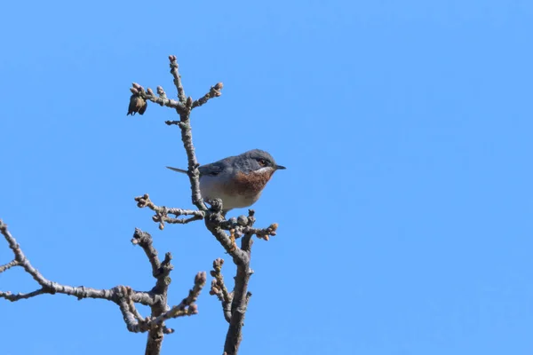 Paruline Subalpine Adulte Sylvia Cantillans Assise Sur Buisson Par Une — Photo