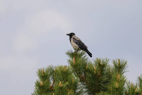 Carrion Crow Corvus Corone Sentado Uma Árvore Dia Ensolarado Primavera — Fotografia de Stock