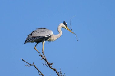 Bir ağaçta duran gri balıkçıl (Ardea cinerea), gagada dal, baharda güneşli bir gün, mavi gökyüzü, Viyana (Avusturya))